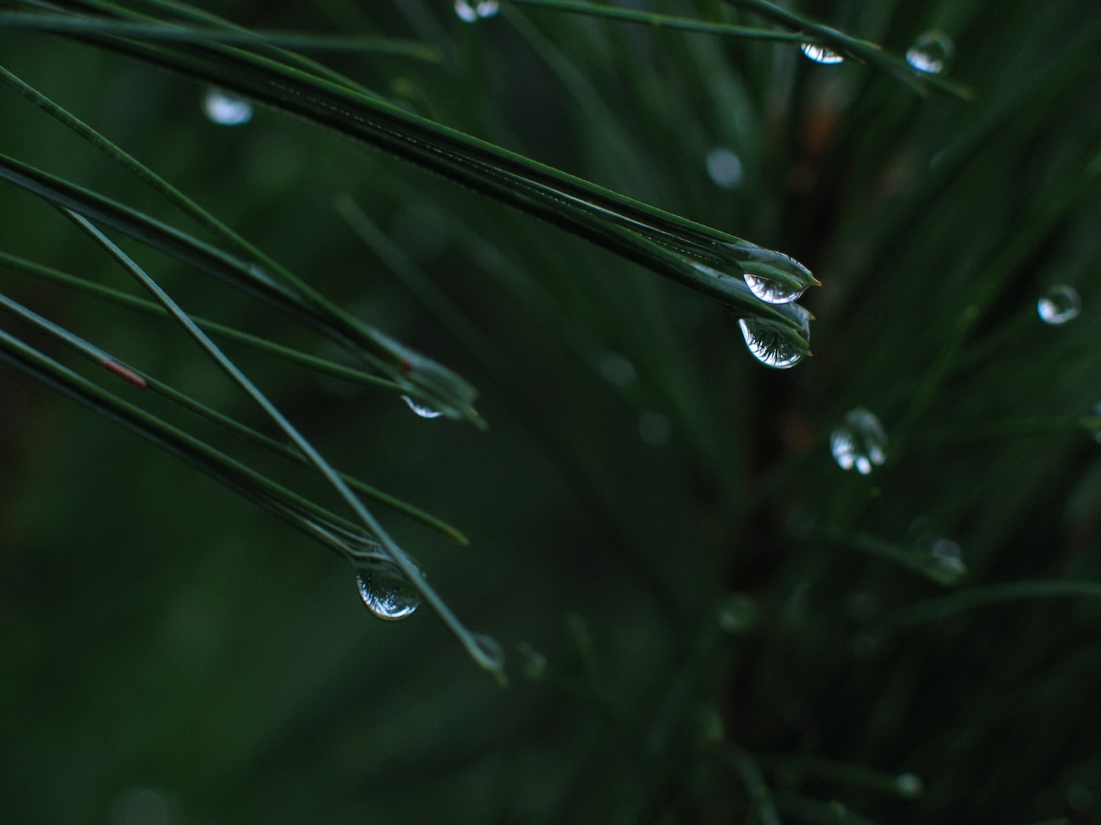 water, drops